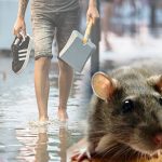 leptospirosis