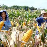 crop insurance
